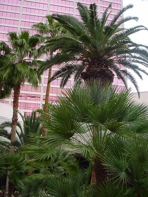 vegas-03-2003-022